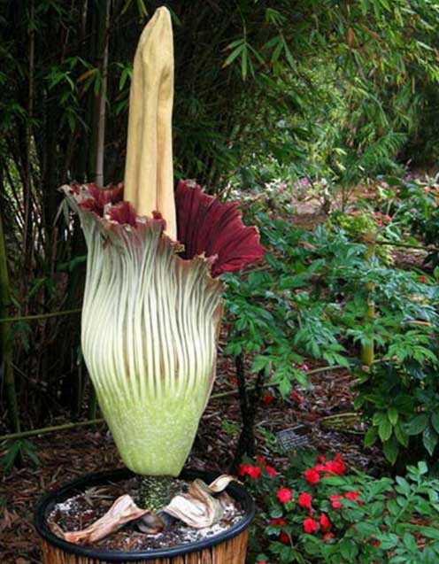 全球十大奇怪的植物你喜欢吗