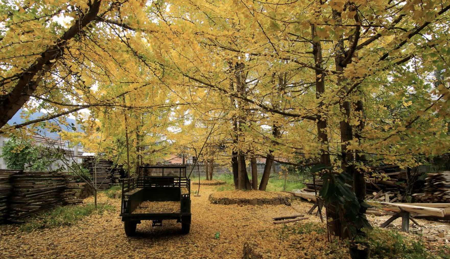秋天到云南最美银杏村,还你一片金色的海洋!|银杏村|云南|金色_新浪新