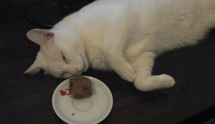 猫咪吃饭吃着吃着就睡着了,主人说把盘子收了,猫咪瞬间起来了