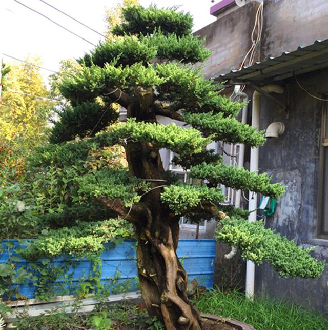 拥有自然美感突出的造型十分养眼如何使五针松盆景不发黄
