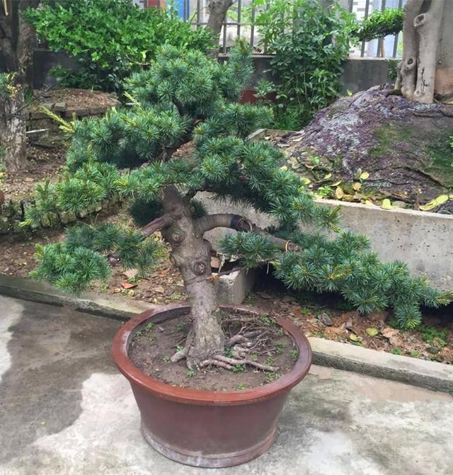 拥有自然美感突出的造型十分养眼如何使五针松盆景不发黄