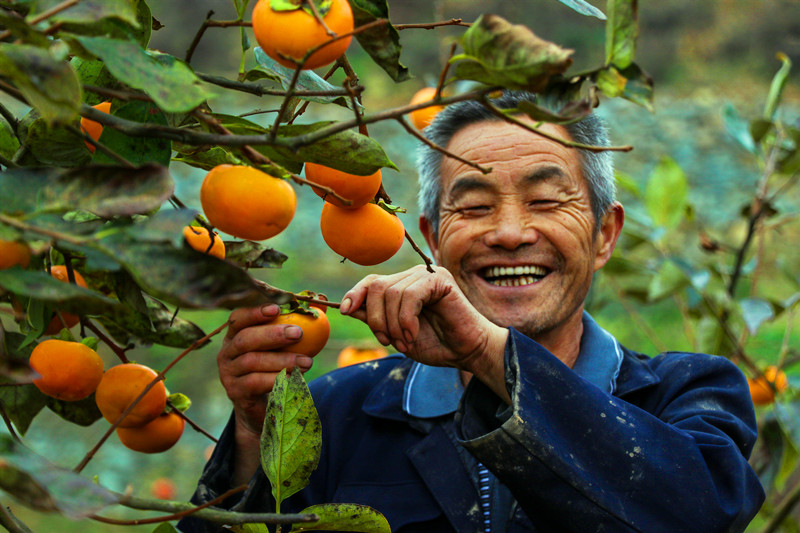 安康汉滨:又见柿子红 农民收获忙