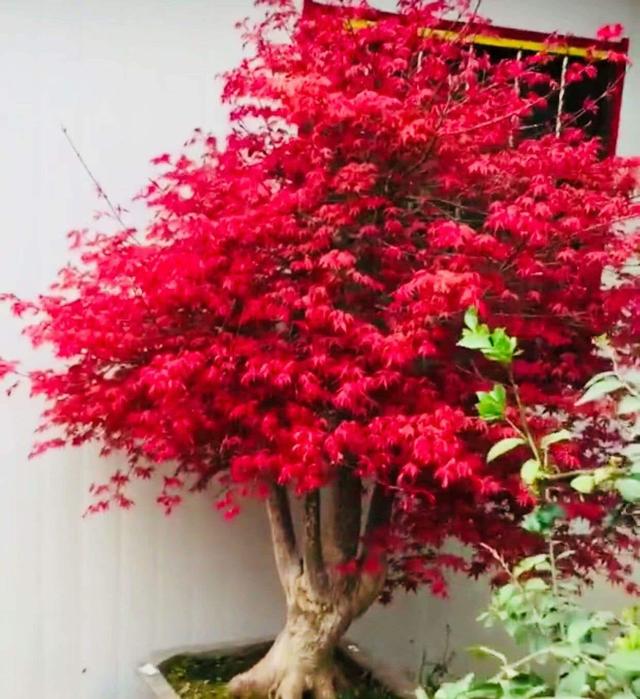 红枫盆景颜色独特!但如何避免焦叶,方法真不少!