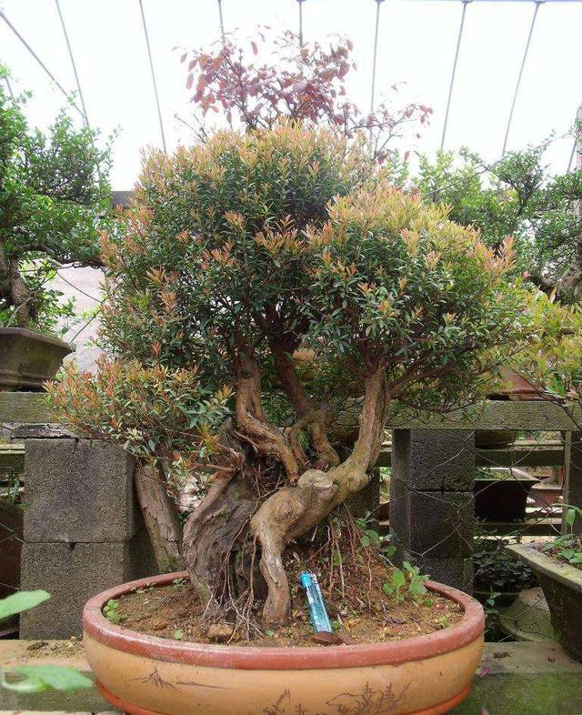 四季如春繁密枝叶家养赤楠盆景给你自然的神奇观赏感