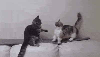 猫咪之间打架的原因看似很奇葩，其实原则性很强，你了解吗？