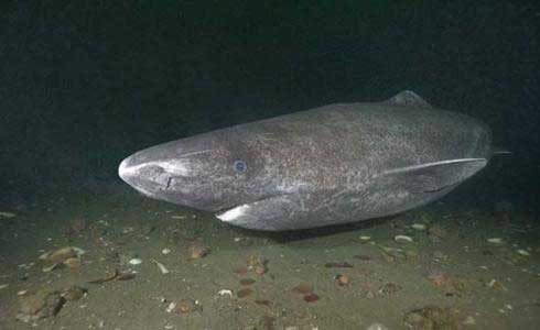 可以活到400岁的鲨鱼格陵兰睡鲨