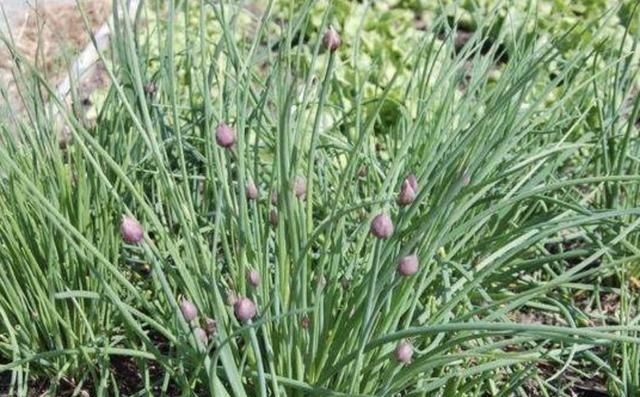 在干旱的山地里,1种植物像"杂草",被称为"野蒜",根茎值钱