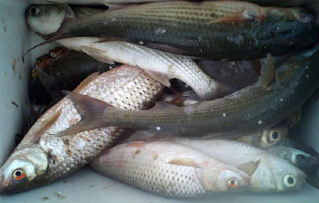 生活在咸淡水交界处,力道十足的"乌头鱼"该如何垂钓?