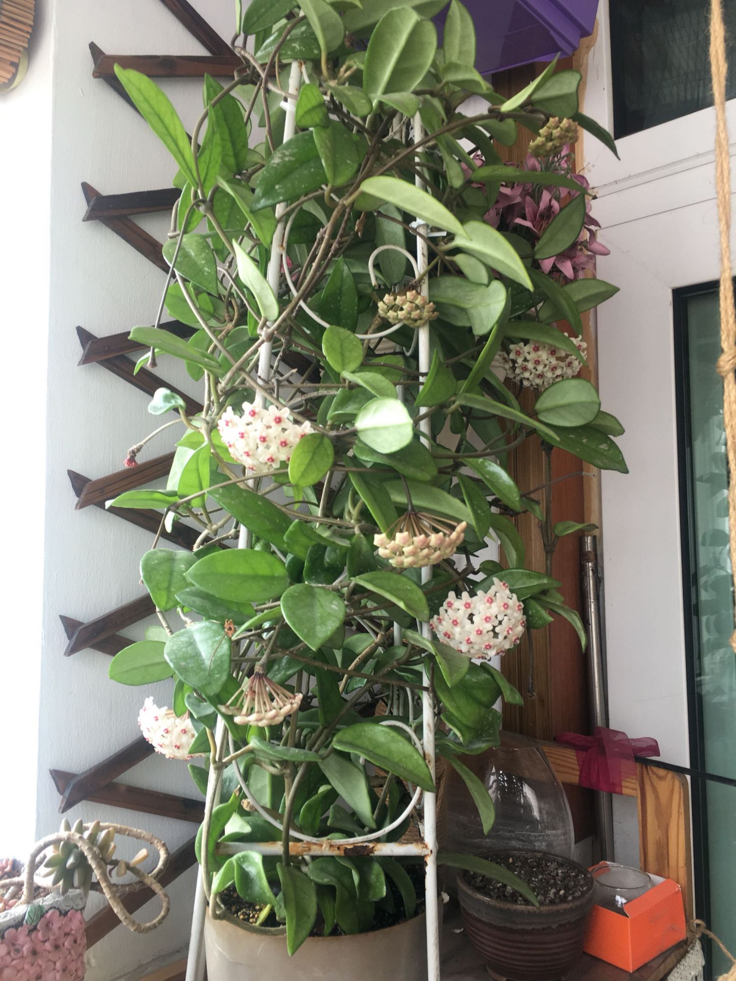 新手养这四款花好养易打理花开绚丽夺目花香清新怡人美艳