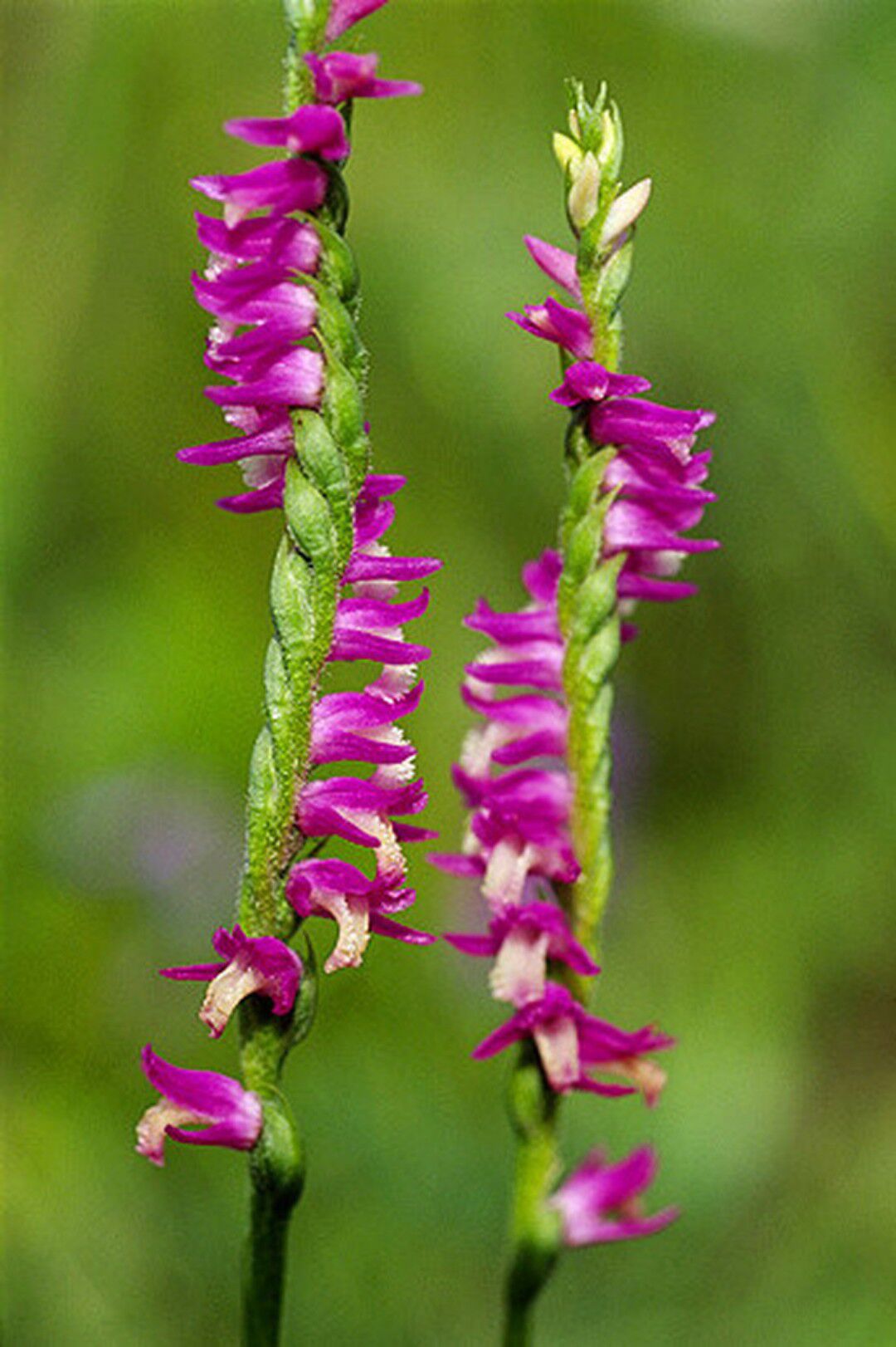 喜欢养花就选它,如龙盘柱壮阔大气,养在家里让所有人眼前一亮|绶草|养