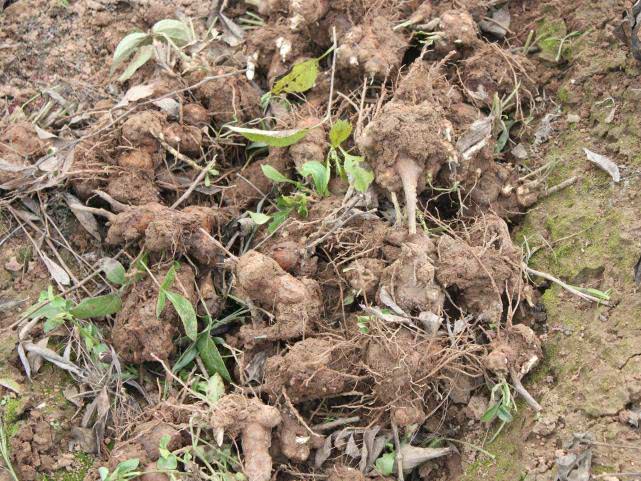 农村一种满身是刺的野草,遇到记得挖回家,它煲汤可健脾止汗