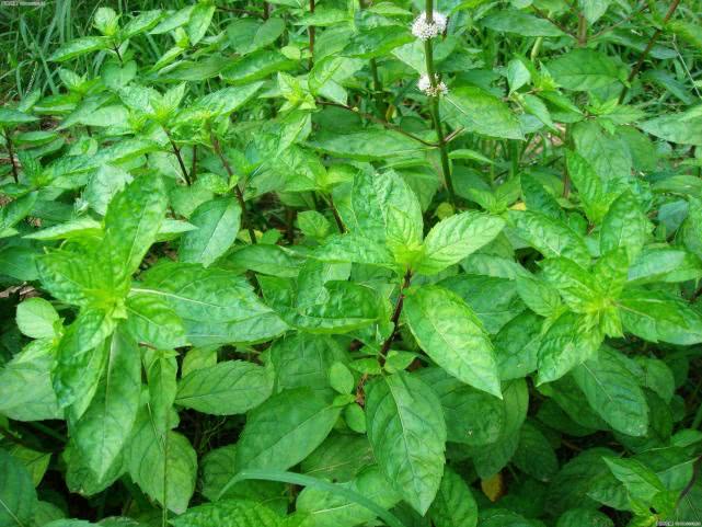 就比如现在很受欢迎的荠菜,蒲公英,鱼腥草,马齿苋之类的野菜,其实就是