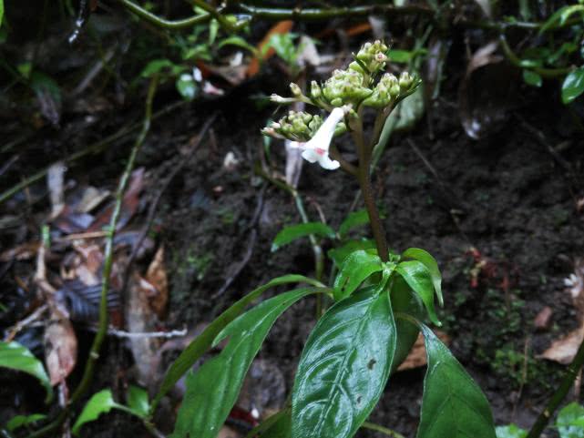 山里一野草,人称"乌枪头",生长在蛇出没的地方,是治蛇伤良药
