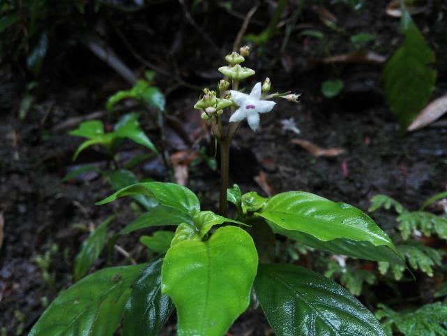 山里一野草,人称"乌枪头",生长在蛇出没的地方,是治蛇伤良药