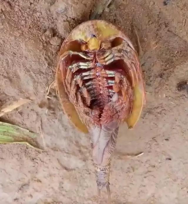 怪,大家可以看一下图片,图中虫子有着乌龟的壳子,尾巴像是一条应声虫