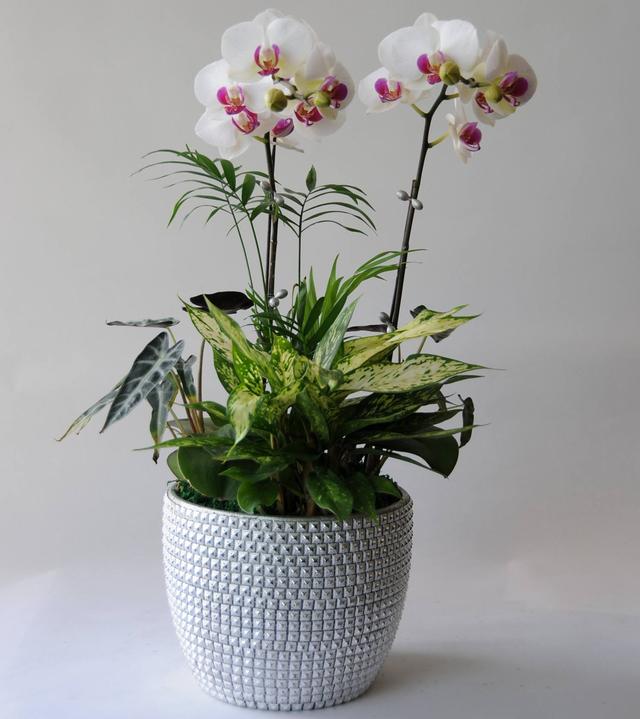 选好"品种",土壤"肥力"足,家养花卉1盆变多盆,家里摆不下