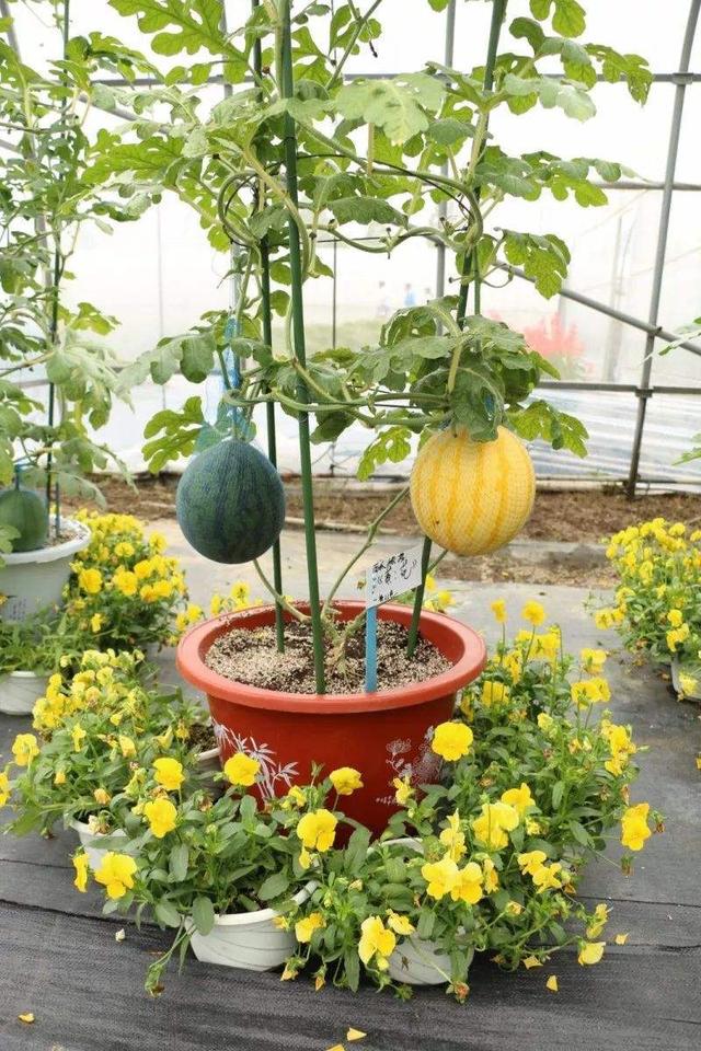 挑几粒西瓜籽丢土里呼呼窜苗等几个月就能吃新鲜瓜