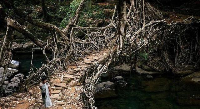印度榕树桥图片