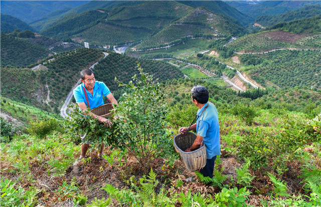 全國油茶產業創新發展大會在湖南耒陽召開|耒陽|油茶|茶油_新浪新聞