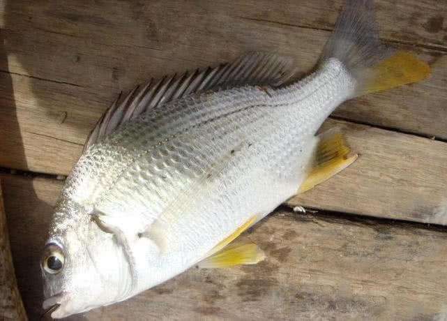 潮汕人俗称为"黄墙"因性贪食,常被钓鱼人之香饵所诱