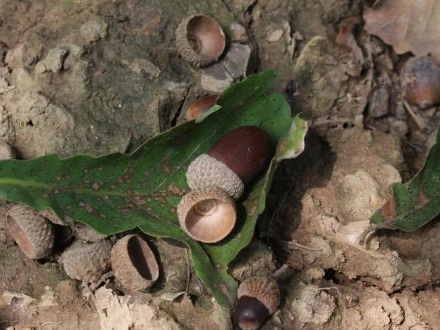 以前是人类的主食俗称青冈子外形似陀螺如今无人问津