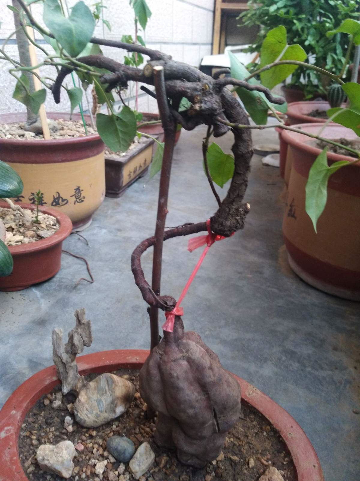 花盆里原来就能养何首乌做成盆景太诱人长成后卖钱老贵了