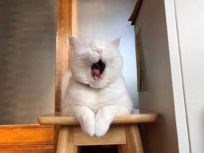 一只很困的猫咪,随便抓拍都在打哈欠|猫咪|打瞌睡|秋裤_新浪新闻