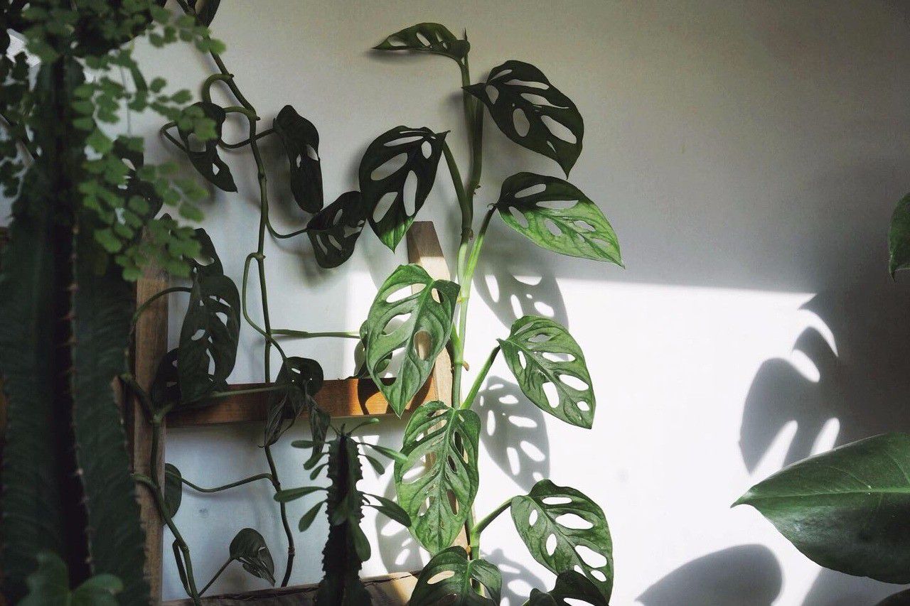 叶子上长满孔的龟背竹能够攀爬树在树枝上也能养室内遮阴处