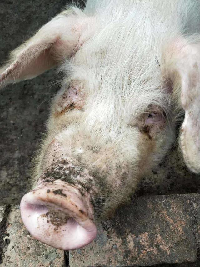 母猪泪斑,背部铁锈色的真正原因