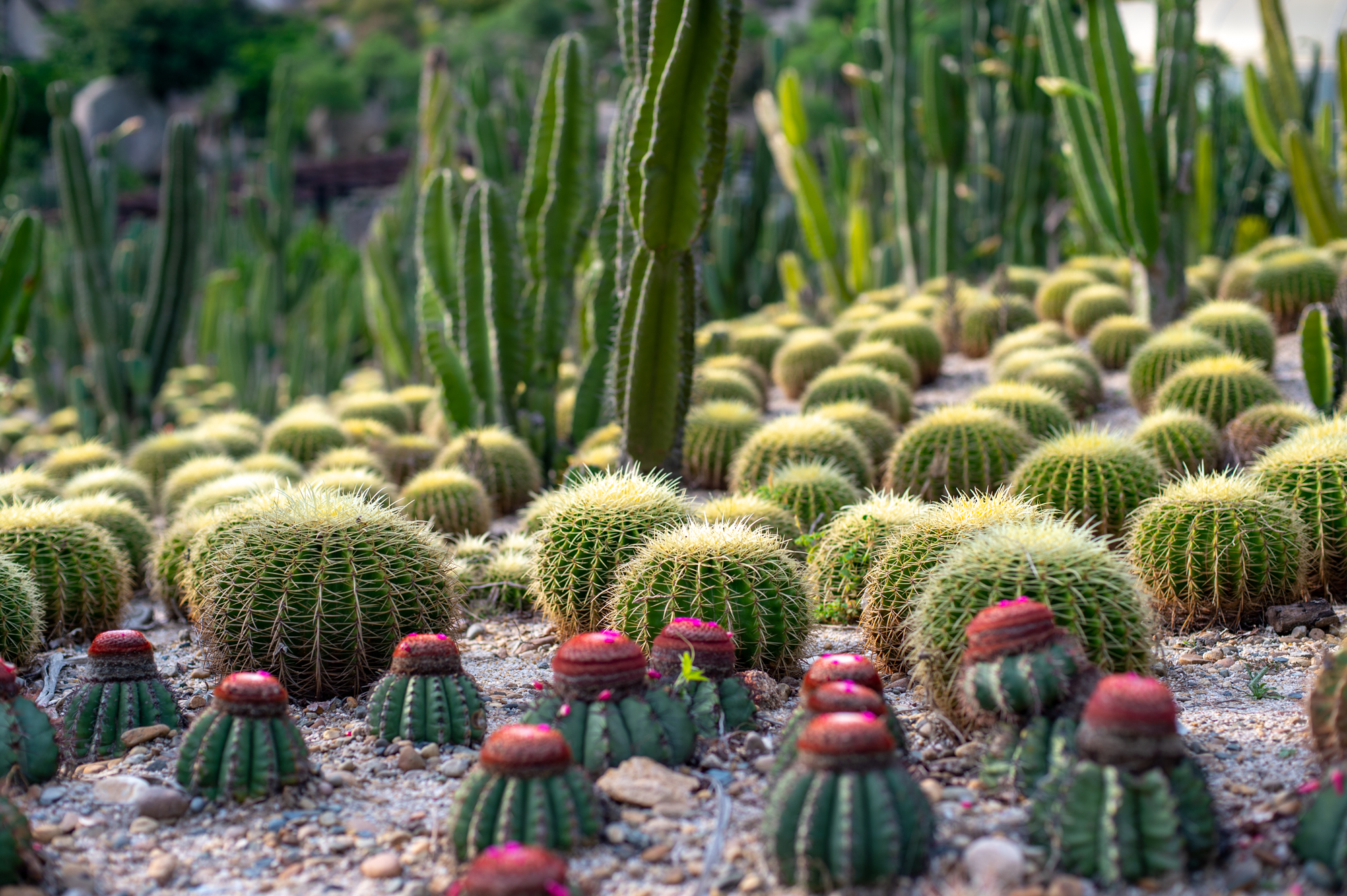 福建省首个植物园,坐拥全国最大的仙人掌园,如今是厦门网红景区