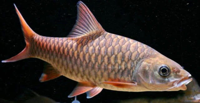 见识马来西亚最为名贵的河鱼之王,它有个诗意的名字"忘不了"