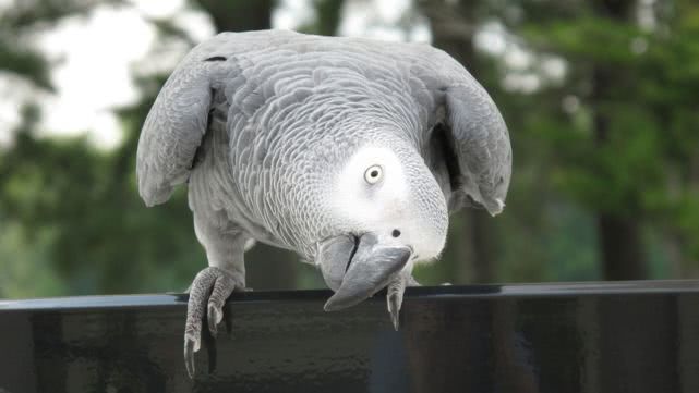 我们用菜鸟笨鸟形容笨的人鸟真的笨吗