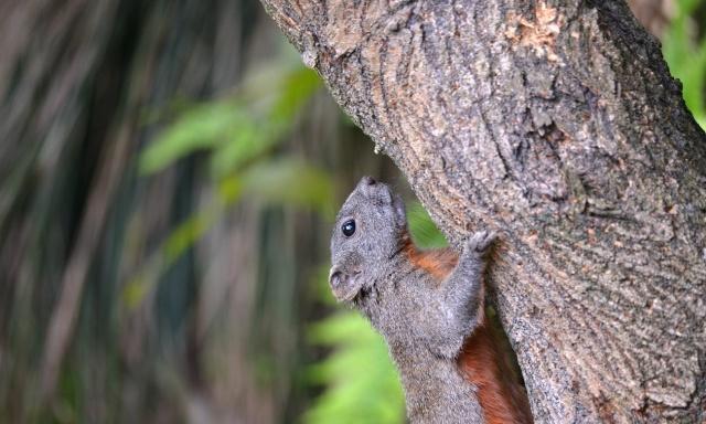 赤腹松鼠|巴西龟|乌龟_新浪新闻