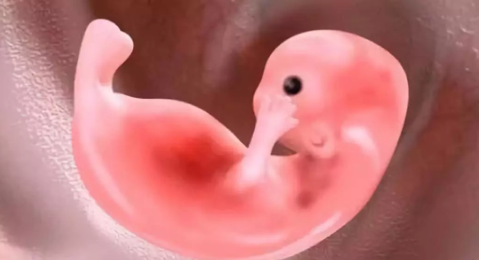 冻胚时间长短,会影响试管成功率吗?