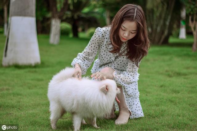 博美犬非常渴望主人的关注.