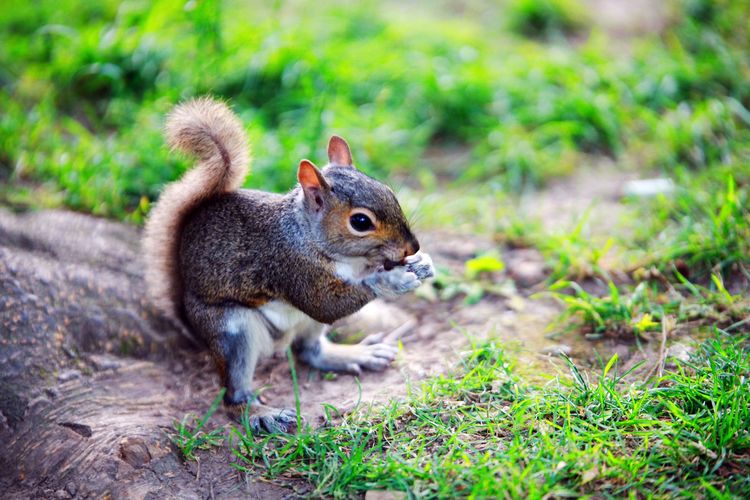 此物种在四川泛滥,政府为此发出高额"悬赏令",吃货有福了|赤腹松鼠