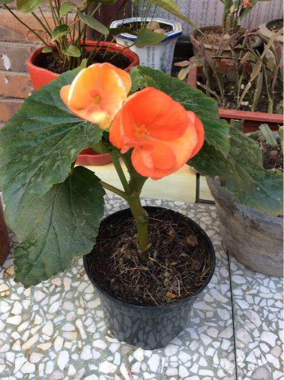 养丽格海棠很简单掌握3点生活习性注意5点扦插技巧就可以