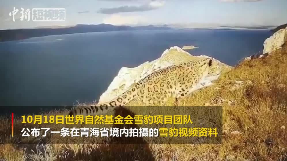 “举豹”:红外相机黄河源头记录到雪豹刨坑画面有点美|黄河源头|雪豹_新浪新闻