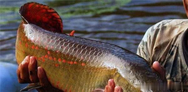 自己跳上船送给渔民的笨鱼,差点被抓到灭绝,为何能存活上亿年?