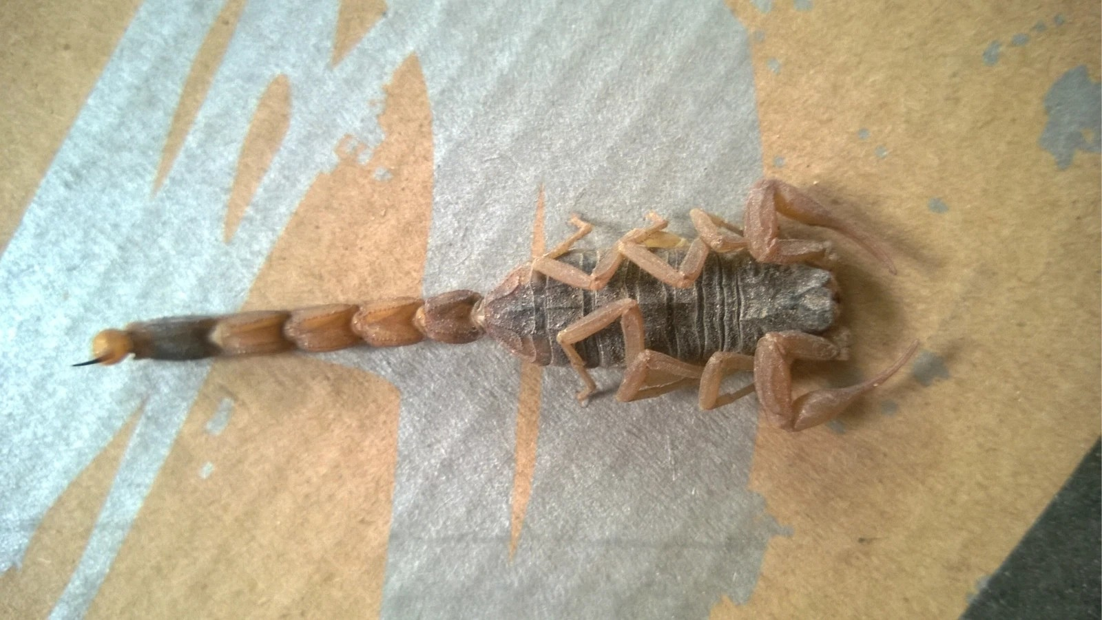 蝎子养殖过程中常见的蝎子黄尾,消化不良和关节炎并存的现象