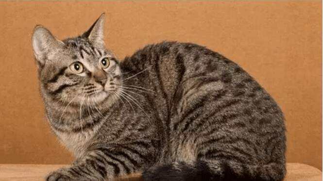 5种常见的中华田园猫,丝毫不输国外的品种猫|猫|奶牛猫|狸花猫_新浪新闻