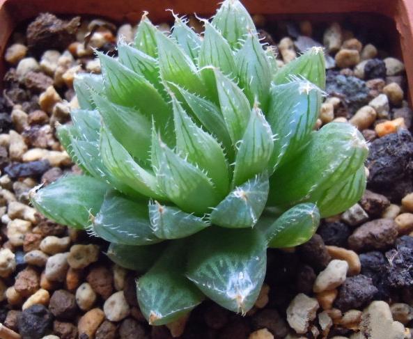 多肉水晶莲晶莹剔透,花型似莲花,养护简单颜值高