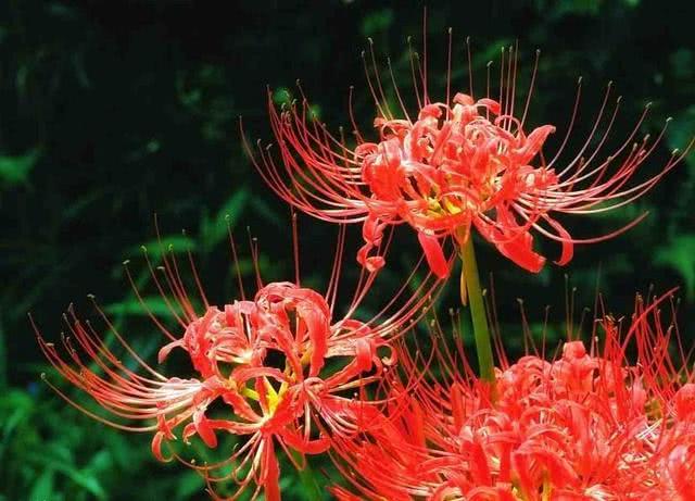 无情花,无义草,地狱花,彼岸花为何这么多名字?它的真名叫什么