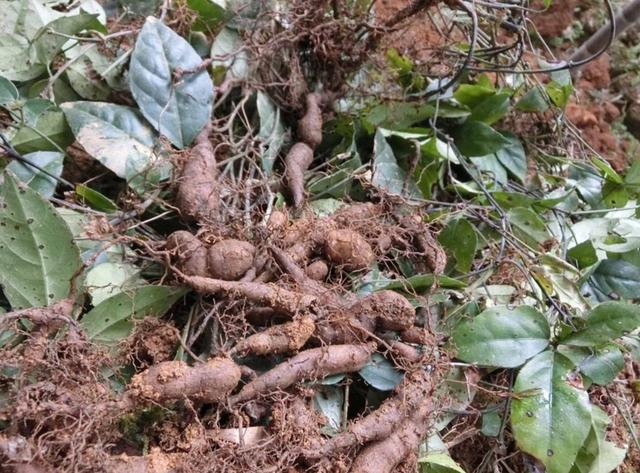 曾被炒到了上千元的草药,如今50元一斤,却没什么人愿意种|草药|三叶青