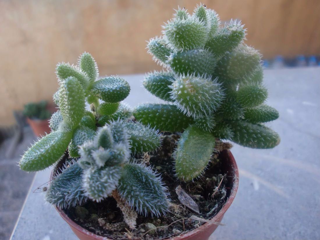 叶子上长满白色肉刺的雷童,很少人养,有着翠绿叶子和黄色小花