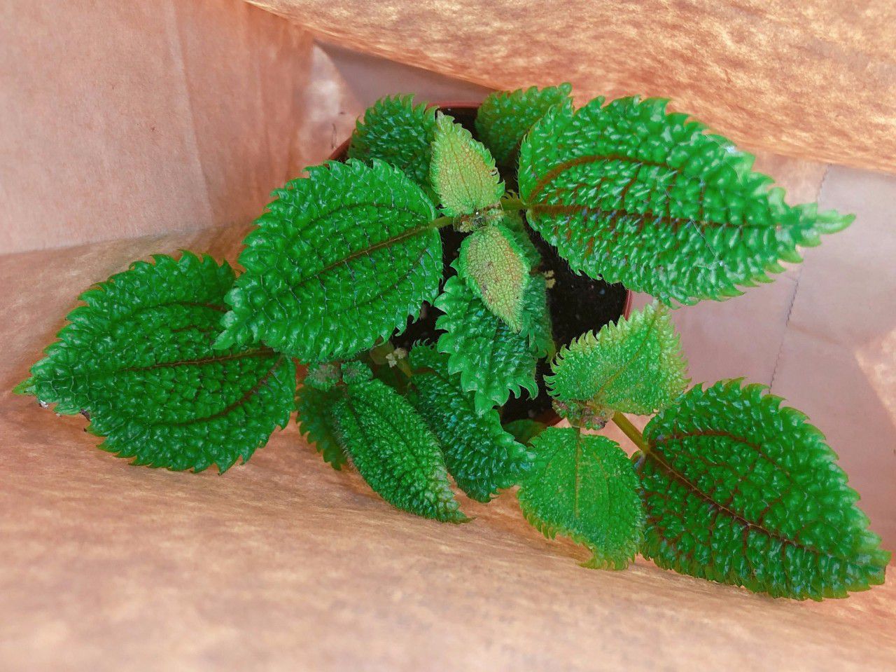 养在阴凉潮湿处的皱叶冷水花,小众的观叶植物,适合养成室内盆栽