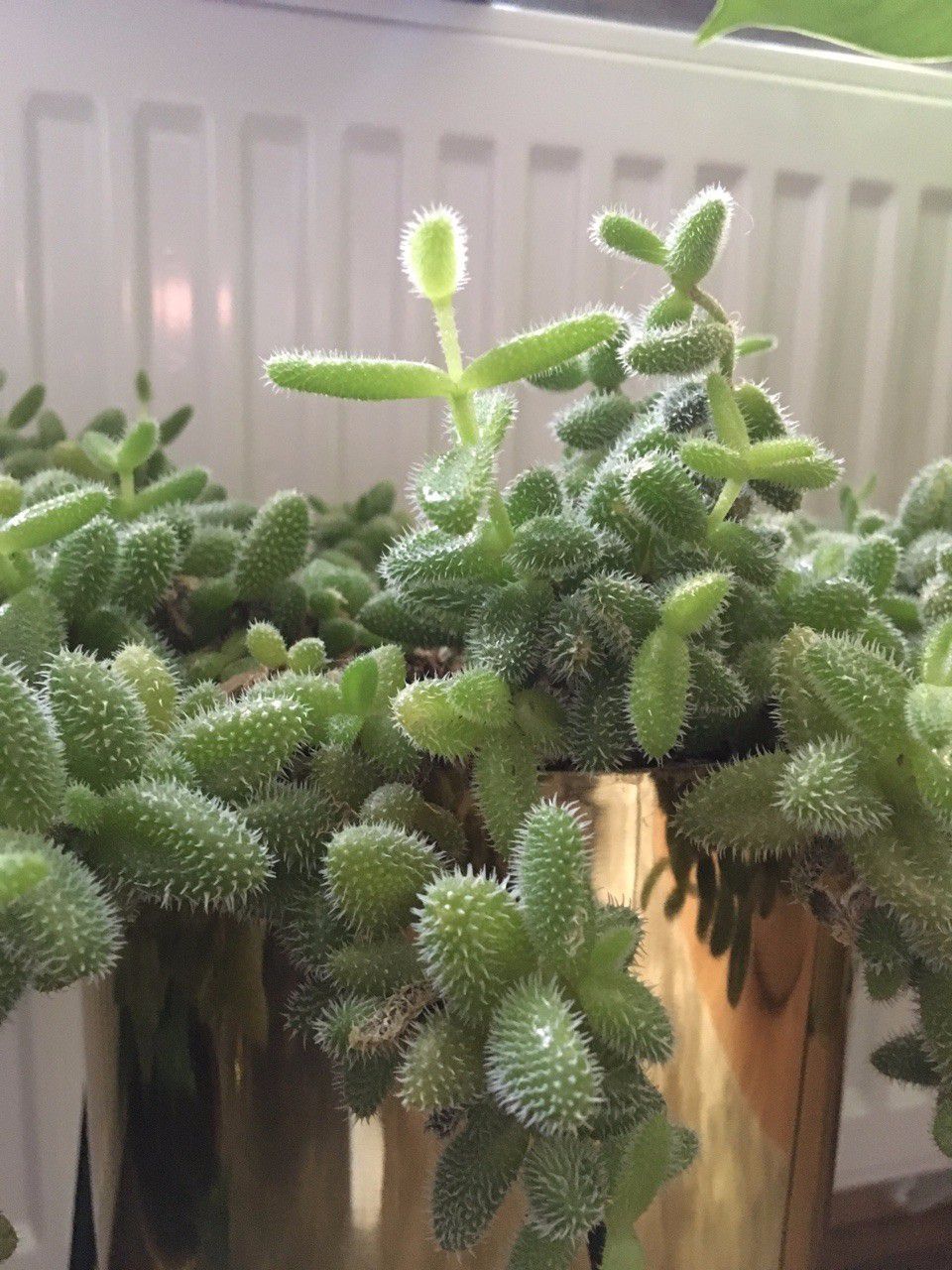 叶子上长满白色肉刺的雷童,很少人养,有着翠绿叶子和黄色小花