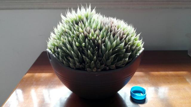 多肉水晶莲晶莹剔透花型似莲花养护简单颜值高