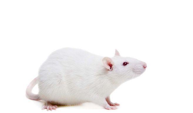 为什么专家做实验时,用的都是小白鼠
