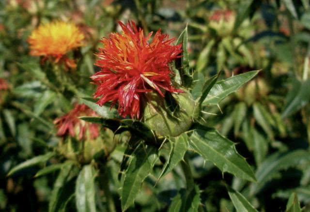 在山上有1种野花被称为红花植株珍贵却少有人栽培